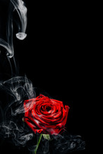 Red Rose On A Black Background With White Smoke.