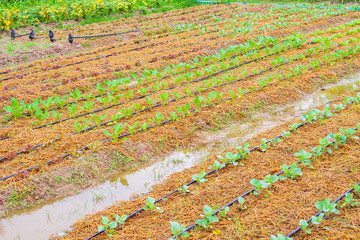 Fresh green vegetable plant in organic garden with water drip irrigation system