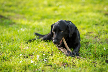 Black Labrador Retriever playing with a stick in a green meadow