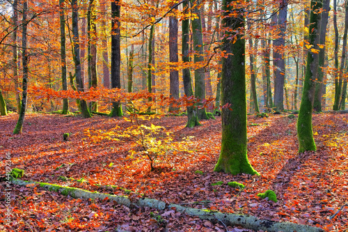 Obraz Dibond Buchenwald im Herbst - typowy jesienią las bukowy