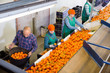 © JackF - High angle view of group of people working on citrus sorting line at warehouse, checking quality of tangerines