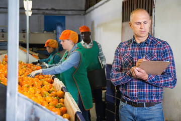 Wall Mural - Serious owner of fruit warehouse checking work of female employees engaged in tangerines sorting