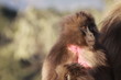 codzienne życie w stadzie małp z gatunku dżelada w etiopii