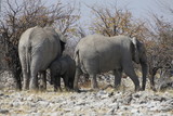 Fototapeta Sawanna - słonie w naturanym środowisku na sawannie z bliska