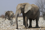 Fototapeta Sawanna - słonie w naturanym środowisku na sawannie z bliska