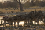 Fototapeta Sawanna - stado zebr przy wodopoju w popołudniowym słońcu na sawannie