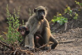 Fototapeta Sawanna - samica i młode małpy siedzące na trawie w naturalnych warunkach
