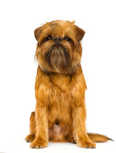 Brussels Griffon Dog Looking On A White Background