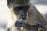 Fototapeta Sawanna - portret małpki jedzącej orzech