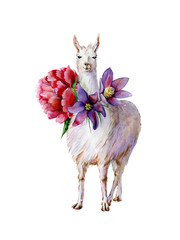 Wall Mural - Cute watercolor of white alpaca with purple pasque-flower and pink peony hand-drawn illustration. Cartoon llama. Use for baby bed linen, children clothing, kids nursery room decor. Interior artwork.