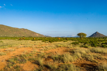 Canvas Print - View of the savannah of Samburu Park