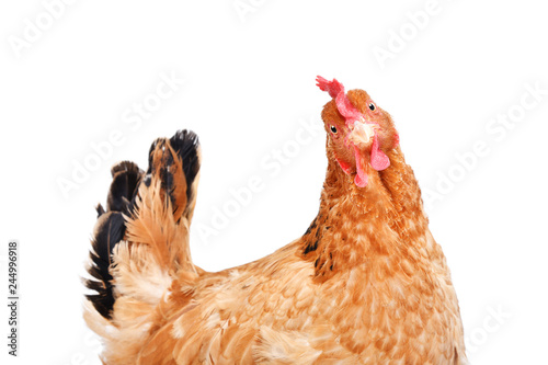Fotografía Portrait of a funny chicken, side view, isolated on white background