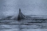 Fototapeta  - wystający z wody grzbiet wieloryba kaszalota  pływającego na wolności u wybrzeży antarktydy