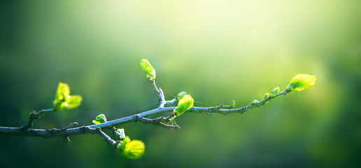 Fresh young green leaves of twig tree growing in spring. Beautiful leaf natural background with copy space, panorama