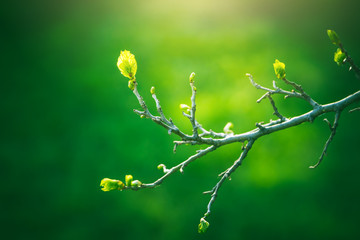 Fresh young green leaves of twig tree growing in spring. Beautiful green leaf nature outdoor background with copy space