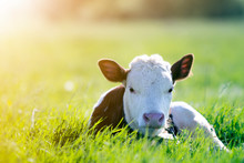 Close-up Of White And Brown Calf Looking In Camera Laying In Green Field Lit By Sun With Fresh Spring Grass On Green Blurred Background. Cattle Farming, Breeding, Milk And Meat Production Concept.
