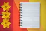 Fototapeta Lawenda - Empty Opened Notebook with Yellow Daffodils on Background. Top view Flat Lay
