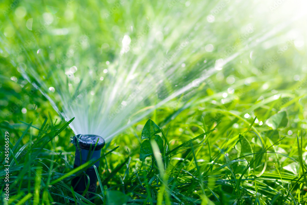 Lawn water sprinkler spraying water over lawn green fresh grass in garden or backyard on hot summer day. Automatic watering equipment, lawn maintenance, gardening and tools concept. - obrazy, fototapety, plakaty 