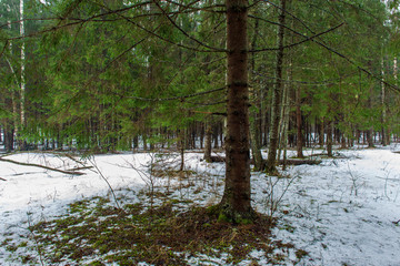 fast river stream in white winter forest