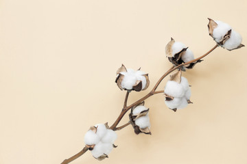 Wall Mural - Cotton flower on pastel pale yellow paper background, overhead. Minimalism flat lay composition for bloggers, artists, social media, magazines. Copyspace, horizontal