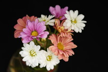  Colored Daisy In A Vase Over A Black Background