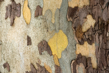 Wall Mural - The texture of the bark of the sycamore tree