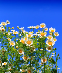 Fotomurales - White Summer wildflowers