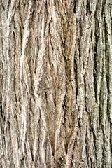 Wall Mural - The texture of the bark of the Oak tree