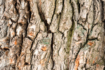 Wall Mural - The texture of the bark of the Oak tree