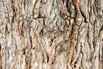 Wall Mural - The texture of the bark of the Oak tree