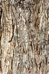 Wall Mural - The texture of the bark of the Oak tree
