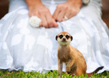 Fototapeta Koty - Meercat Meerkat upclose, in front of a lady in a white dress