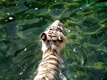 White Tiger Swimming At Rancho Texas, Lanzarote