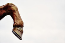 Horse Leg With Hoof On White Background. Lots Of Space For Your Text.