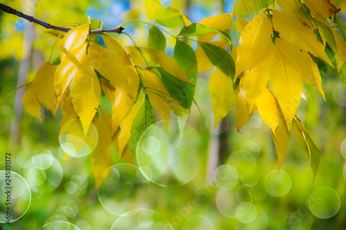 hojas en el bosque sobre un fondo verde natural