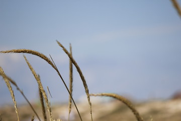 grass and blue sky