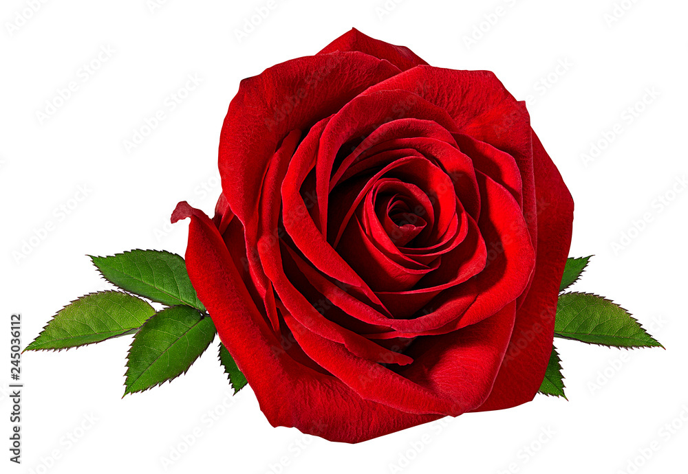 Fresh beautiful rose isolated on white background with clipping path - obrazy, fototapety, plakaty 