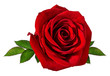 Leinwandbild Motiv Fresh beautiful rose isolated on white background with clipping path
