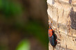 © frank29052515 - The red palm weevil Rhynchophorus ferrugineus  on coconut tree