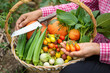 Female harvesting vegetables organic at farm, Harvested season vegetables, Organic farming for healthy lifestyle