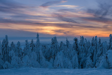 Immerse Winter Scene, Pine Tree Forest Covered By Snow With Colorful Cloudscape