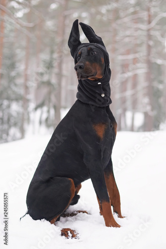 doberman hat