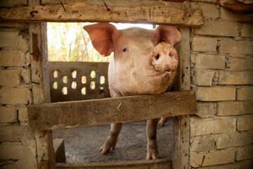 pig in barn, farm animals, agriculture, pink pig, cute piggy, pig snout, 