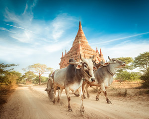 Wall Mural - Two white asian oxen pulling wooden cart on dusty road. Myanmar