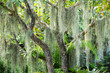 Spanish moss in the garden, Selective focus, Abstract pattern background