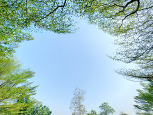 Low Angle View Under Tree Canopy Through Blue Sky