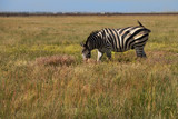 Fototapeta Sawanna - Zebra in nature habitat. Wildlife scene from nature.