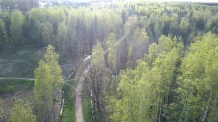 Wall Mural - Aerial view from drone on the birch wood in the summer sunny day