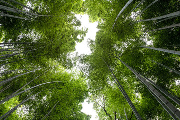Wall Mural - Low angle view image of bamboo forest in Arashiyama, Japan
