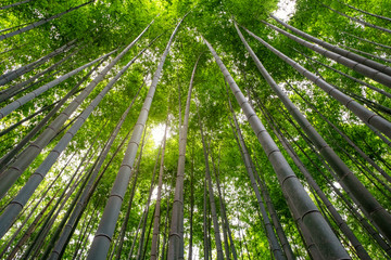 Wall Mural - Low angle view image of bamboo forest in Arashiyama, Japan